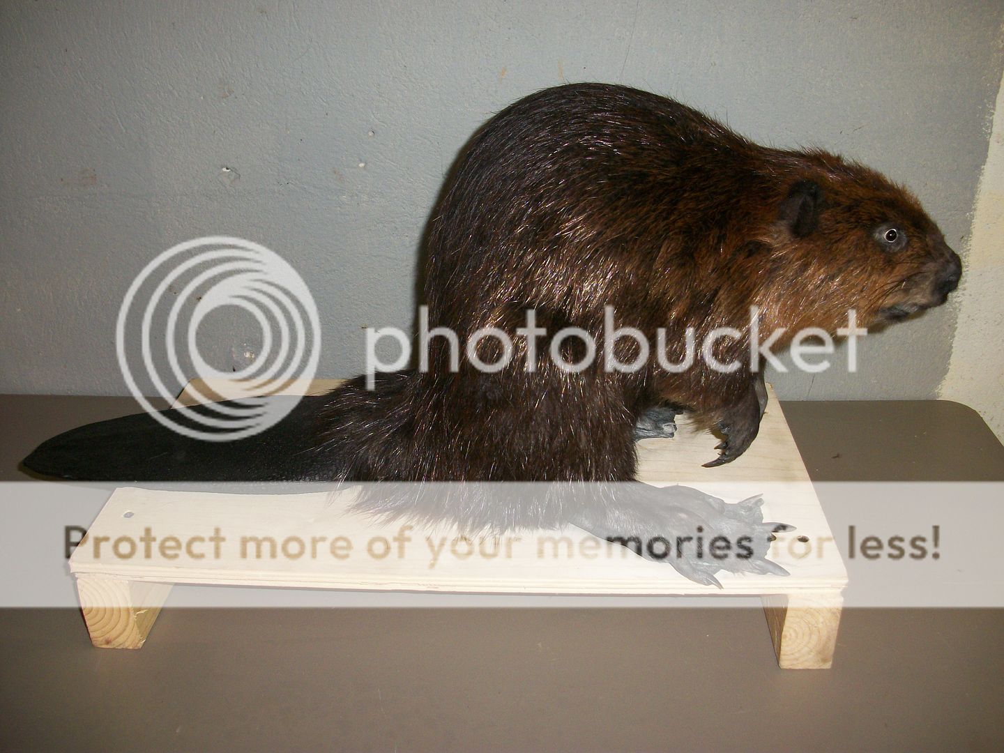 full body beaver mount